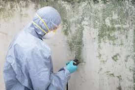 Trusted Morongo Valley, CA Mold Inspection Experts